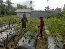 Lewat Komsos, Babinsa Koramil 1710-03/Kuala Kencana Motivasi Petani Cabe Binaan