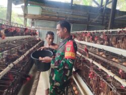 Sembari Komsos, Babinsa Koramil 1710-02/Timika Motivasi Peternak Ayam di Wilayah Binaan