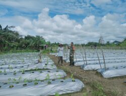 Melalui Kegiatan Komsos, Babinsa Koramil 1710-02/Timika Motivasi Petani di Wilayah Binaan
