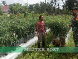 Koramil 1710-03/Kuala Kencana Laksanakan Komsos dengan Petani Cabai di Wilayah Binaan