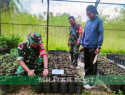 Babinsa Koramil Timika Bersama Dinas Pertanian Mimika Siapkan Pohon untuk Program Penghijauan