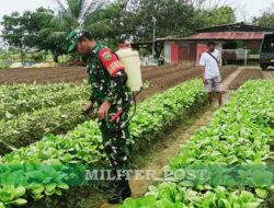 Babinsa Koramil 02/Timika Melaksanakan Pendampingan Ketahanan Pangan kepada Petani Sayur