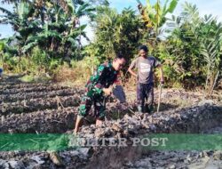Pendampingan Pengolahan Lahan, Babinsa Mapurujaya Bantu Pembuatan Bedengan