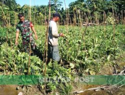 Melalui Komsos, Babinsa Koramil 1710-03/Kuala Kencana Motivasi Petani Binaan