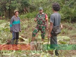 Ketahanan Pangan: Babinsa Koramil Kuala Kencana Bantu Warga Buka Lahan Pertanian Baru
