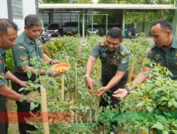Manfaatkan Lahan di Perkantoran, Prajurit Kodim Tigaraksa Panen Sayuran